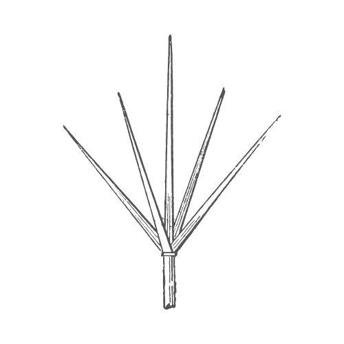 lightning rod-insights
